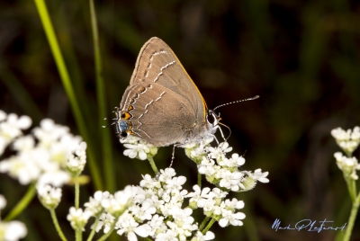 Brown Hairstreak Butterfly April 2020